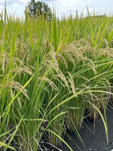 ヒノヒカリ玄米30kg