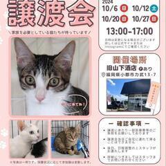 ほご猫譲渡会(10/6)