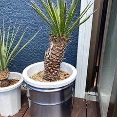 ユッカ　フィリフェラ　え ユッカ：フィリフェラ（根上がり仕立て） 4号鉢植え の通販