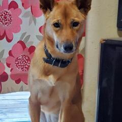 🆘️🆘️どちらも2歳ぐらいの野犬ちゃん里親募集🆘️🙏 - 和歌山市