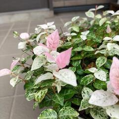 【取引中】鉢植え 植物 初雪カヅラ