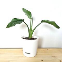 オーガスタ 観葉植物 鉢付き