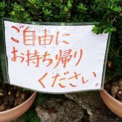 16:20現在　残りわずか！！！　無料「里芋」　