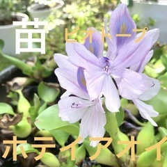 ホテイアオイ抜き苗 ビオトープ　めだか産卵
