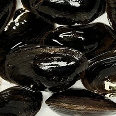 イシガイ、ドブガイ、ササノハガイ等　タナゴ類の産卵貝