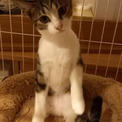 大人しくて少し怖がりさんの「サト」ちゃん