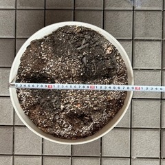 4点セット 植木鉢 ＆ 土 ガーデニングの画像
