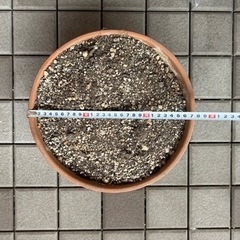 4点セット 植木鉢 ＆ 土 ガーデニングの画像