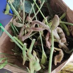 訳あり 枝豆大量