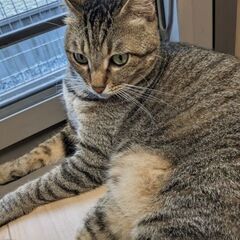 猫や日常会話が好きな方