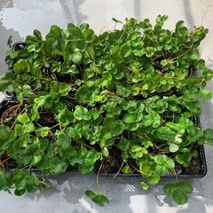 イチゴ苗（苗ポット12個）