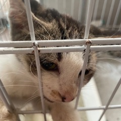 仔猫　保護しました
