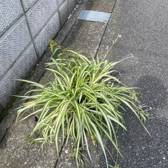 オリヅルラン
