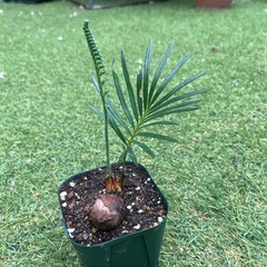 蘇轍　ソテツ　実生苗