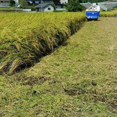 令和6年きぬむすめ🍚