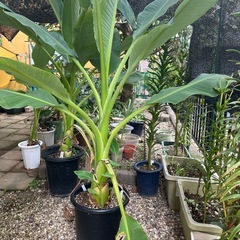 地湧金蓮　観葉植物　
