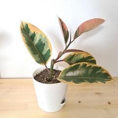 赤いフィカス 観葉植物 鉢付き