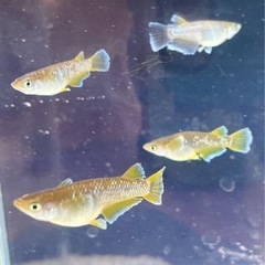 フロマージュ　メダカ4匹　値下げしました