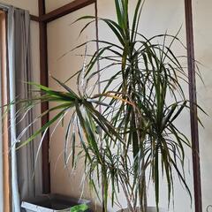 【最終投稿】ドラセナの画像