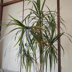 【最終投稿】ドラセナ