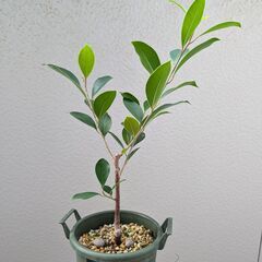 【値下げ！】ガジュマル挿し木１年目ストレート