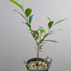 【値下げ！】ガジュマル挿し木１年目ストレートの画像