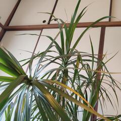 【最終投稿】ドラセナの画像