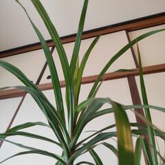 【最終投稿】ドラセナの画像