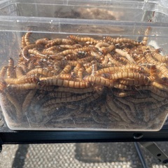 ジャイアントミルワームの画像