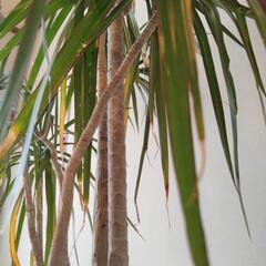 【最終投稿】ドラセナの画像