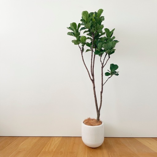 観葉植物 フィカス リラータ バンビーノ 170cm