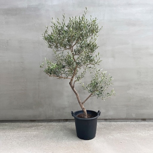 観葉植物 オリーブ ネバディロブランコ 175cm