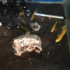 熱帯魚　アフリカン　カエルレウス　アーリー