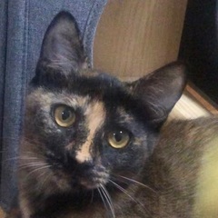 トライアル決定！たまたまエイト！おてだまちゃん