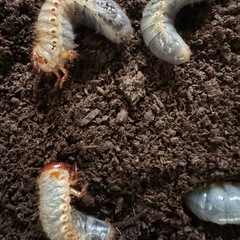 【新規受付停止中】国産カブトムシ幼虫　差し上げます