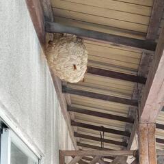 白蟻から、害獣すべてハチの巣撤去、駆除いたします。獣害、害虫駆除、シロアリ予防駆除いたします。日本シロアリ対策協会認定防除士です。 - 害虫/害獣駆除