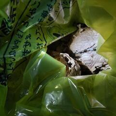 白蟻から、害獣すべてハチの巣撤去、駆除いたします。獣害、害虫駆除、シロアリ予防駆除いたします。日本シロアリ対策協会認定防除士です。 − 福岡県