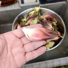 【茅ヶ崎　もうすぐオフです。】自家植え無農薬ミョウガ（6本）