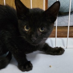 生後3ヶ月の子猫の里親さん募集しています❗️まるくん男の子