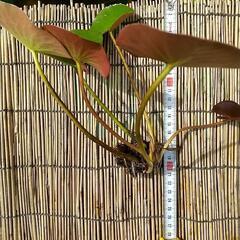 温帯睡蓮の画像