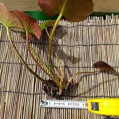 温帯睡蓮の画像