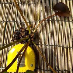 温帯睡蓮の画像