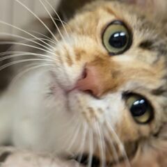 子猫みたいに可愛い三毛猫の森（リン）ちゃん