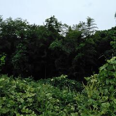 竹　竹林　真竹　２００本位　竹馬　竹炭　青竹踏み　竹細工等　無料...