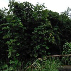 竹　竹林　真竹　２００本位　竹馬　竹炭　青竹踏み　竹細工等　無料　青竹　高さ１０ｍの画像