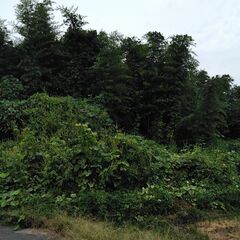 竹　竹林　真竹　２００本位　竹馬　竹炭　青竹踏み　竹細工等　無料　青竹　高さ１０ｍの画像