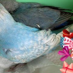 迷い鳥　セキセイインコ探しています