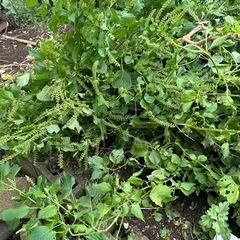 生活雑貨 家庭用品 ガーデニングの画像