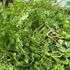 生活雑貨 家庭用品 ガーデニングの画像