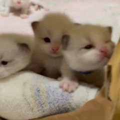 猫ちゃん　（子猫）
